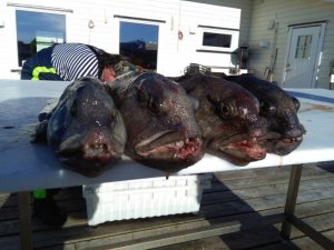 IMG-20170607-WA0049.jpg IMG-20170607-WA0049.jpg