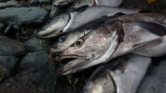 Köhler plus Seehecht.webp