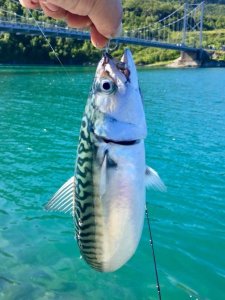 IMG_0986.JPG IMG_0986.JPG