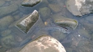 WP_20170723_006 (2).jpg