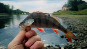 WP_20170723_009 (2).jpg