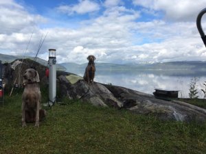 image.jpeg image.jpeg