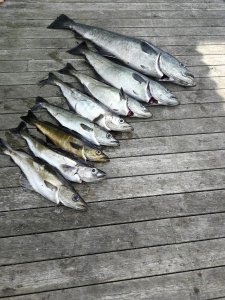 IMG_20170726_150505.jpg IMG_20170726_150505.jpg