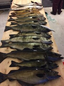 upload_2017-8-2_20-53-56.jpeg upload_2017-8-2_20-53-56.jpeg