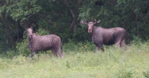 upload_2017-8-2_20-55-36.jpeg upload_2017-8-2_20-55-36.jpeg