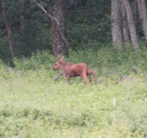 upload_2017-8-2_20-56-3.jpeg upload_2017-8-2_20-56-3.jpeg