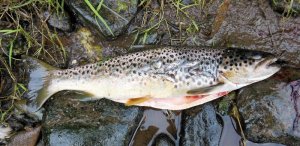 DSCN9401-2.jpg DSCN9401-2.jpg