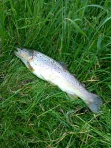 upload_2017-8-18_16-15-17.png upload_2017-8-18_16-15-17.png