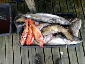 IMG_20170815_152625.jpg IMG_20170815_152625.jpg