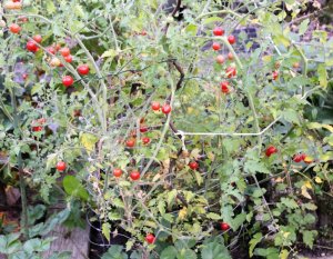 IMG_0151-2.jpg IMG_0151-2.jpg