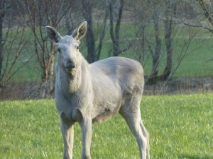 Elchkalb 1-jährig.JPG