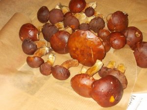 pilze 007.JPG