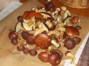 pilze 008.JPG