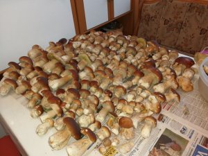 IMG_20170923_144752.jpg
