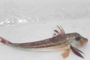 upload_2017-10-5_10-14-56.jpeg upload_2017-10-5_10-14-56.jpeg