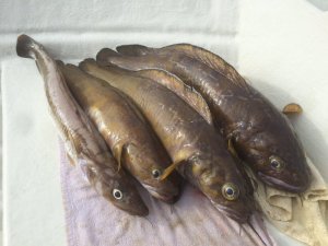 upload_2017-10-5_10-17-2.jpeg upload_2017-10-5_10-17-2.jpeg