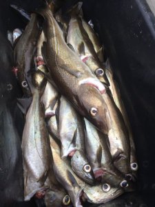 upload_2017-10-5_10-19-20.jpeg upload_2017-10-5_10-19-20.jpeg