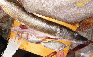 DSCN9703 - Kopie-2.jpg