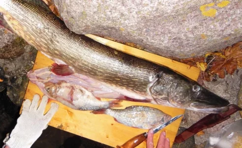 DSCN9703 - Kopie-2.webp