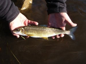 Mountain Whitefish.jpg