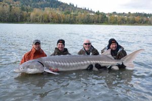 White Sturgeon.jpg