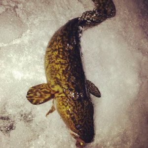 Burbot.jpg