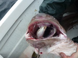 upload_2017-11-6_21-2-10.jpeg upload_2017-11-6_21-2-10.jpeg