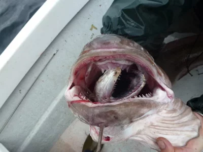 upload_2017-11-6_21-2-10.webp upload_2017-11-6_21-2-10.webp