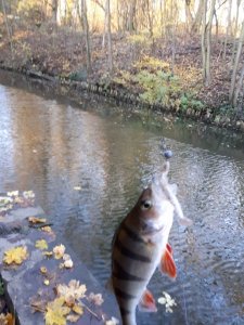 IMG-20171118-WA0002.jpg IMG-20171118-WA0002.jpg