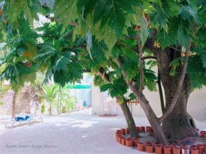 23130660_1602389503144802_5263283523868630739_n.jpg 23130660_1602389503144802_5263283523868630739_n.jpg