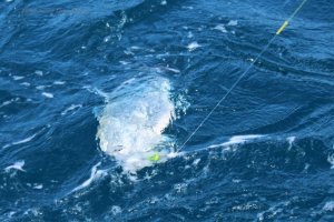 IMG_6526.JPG IMG_6526.JPG