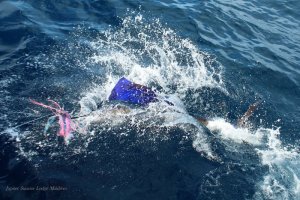 IMG_6566.JPG IMG_6566.JPG