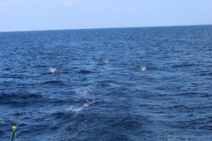 IMG_6594.JPG IMG_6594.JPG