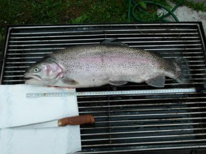 meine 60 cm Forelle.jpg meine 60 cm Forelle.jpg