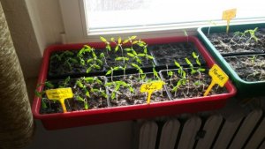 28.02.2018.1.jpg 28.02.2018.1.jpg