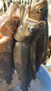 20180401_165258.jpg 20180401_165258.jpg