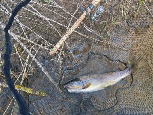 50er Bachforelle.jpg