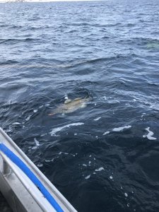 BF864D3B-2363-40D6-A2EA-80E4E51388CA.jpeg BF864D3B-2363-40D6-A2EA-80E4E51388CA.jpeg