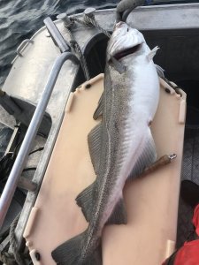 D62BEEF8-5FB8-4BF7-ACAD-44573A31C78E.jpeg D62BEEF8-5FB8-4BF7-ACAD-44573A31C78E.jpeg