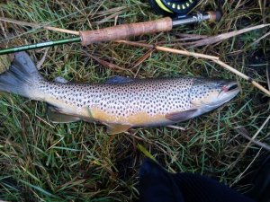 MeFo mit Kupferfliege.jpg MeFo mit Kupferfliege.jpg