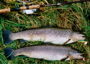 Bachforelle 56 cm.jpg