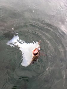 IMG_1947.JPG IMG_1947.JPG