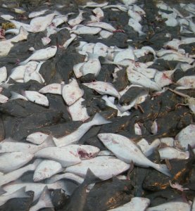 Alasks Ahali Bycatch.jpg