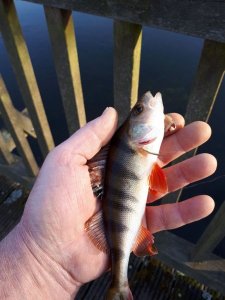 IMG-20180417-WA0003.jpg IMG-20180417-WA0003.jpg