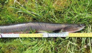 DSCN2526-2.jpg DSCN2526-2.jpg