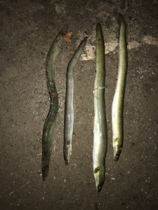 IMG_7212.JPG IMG_7212.JPG