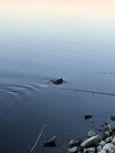 4A83723B-9088-4592-8A9E-834A5D954EB0.jpeg 4A83723B-9088-4592-8A9E-834A5D954EB0.jpeg