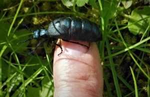 Maiwurm2.jpg Maiwurm2.jpg