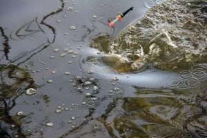 Schuppenkarpfen2.jpg Schuppenkarpfen2.jpg