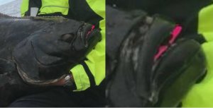 Butt_pinke Kuh.JPG Butt_pinke Kuh.JPG